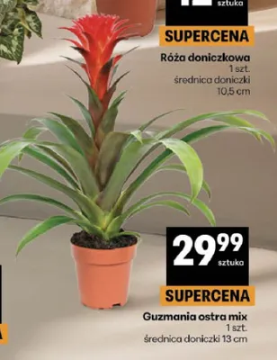 Guzmania ostra mix promocja w Delikatesy Centrum