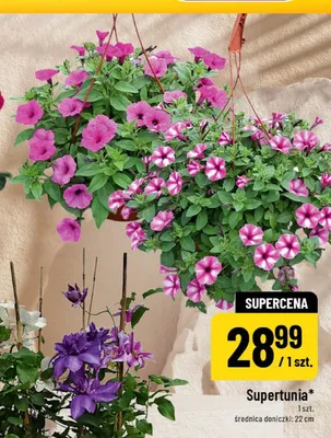 Supertunia średnica doniczki 22cm promocja w POLOmarket