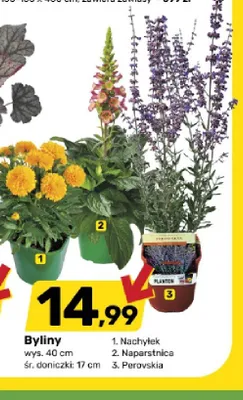 Bylina Nachyłek promocja w Bricomarche