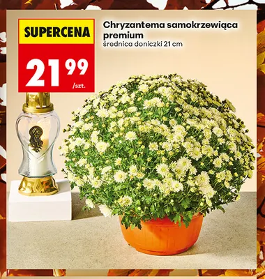 Chryzantema samokrzewiąca premium promocja w Biedronka