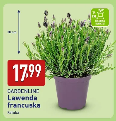 Lawenda francuska sztuka promocja w Aldi