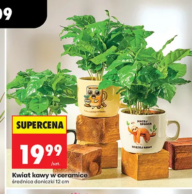 Kwiat kawy w ceramice promocja w Biedronka