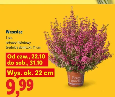 Wrzosiec promocja w Lidl