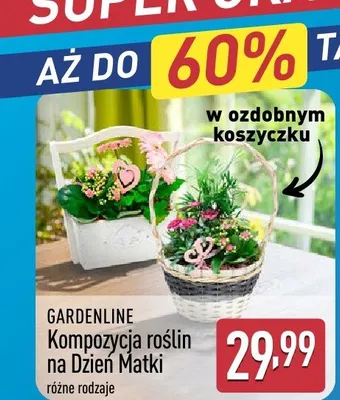 Kompozycja roślin na Dzień Matki Gardenline promocja w Aldi