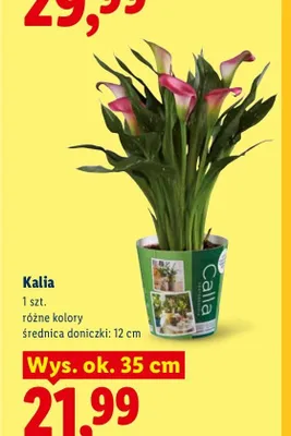 Kalia promocja w Lidl