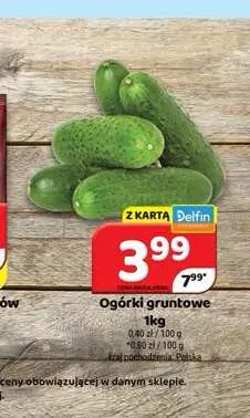 Ogórki gruntowe promocja w Delfin