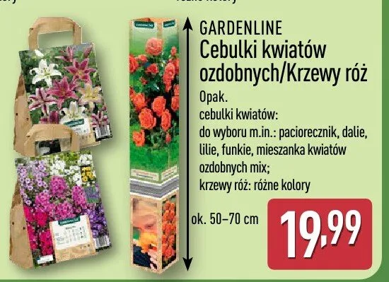 Cebulki kwiatów ozdobnych/krzewy róż promocja w Aldi