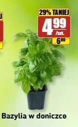 Bazylia w doniczce promocja w API Market