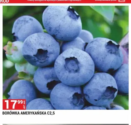 Borówka amerykańska C2,5 promocja w Merkury Market