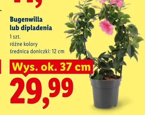 Dipladenia promocja w Lidl