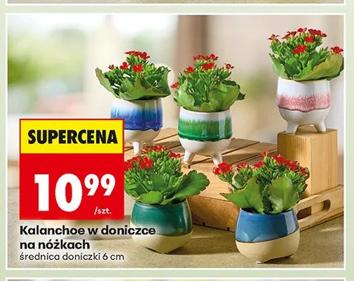 Kalanchoe w doniczce na nóżkach promocja w Biedronka