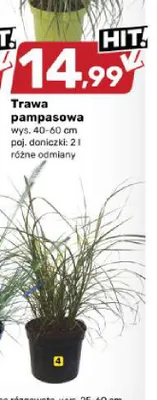 Trawa pampasowa promocja w Bricomarche