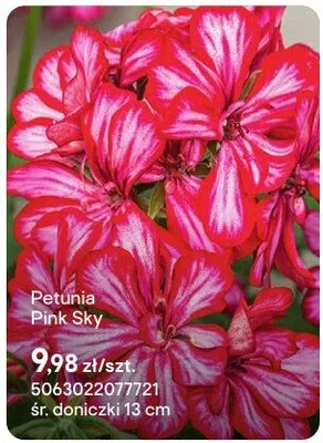 Petunia Pink Sky promocja w Castorama
