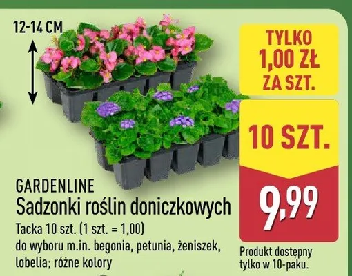 Sadzonki roślin doniczkowych promocja w Aldi