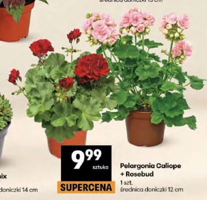 Pelargonia Caliope + Rosebud średnica doniczki 12cm promocja w Delikatesy Centrum