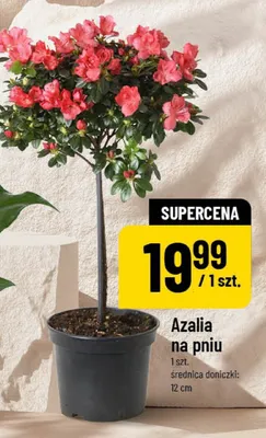 Azalia na pniu promocja w POLOmarket