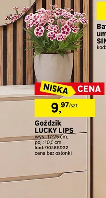Goździk Lucky Lips promocja w Leroy Merlin
