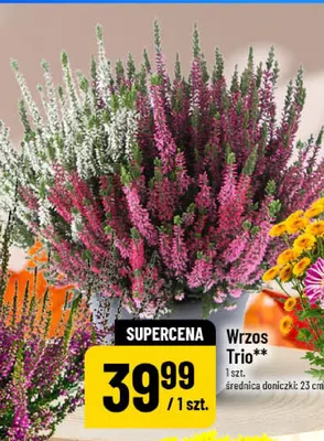 Wrzos Trio promocja w POLOmarket