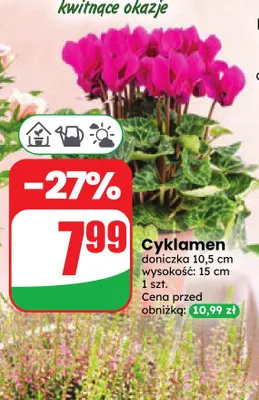Cyklamen promocja w Dino