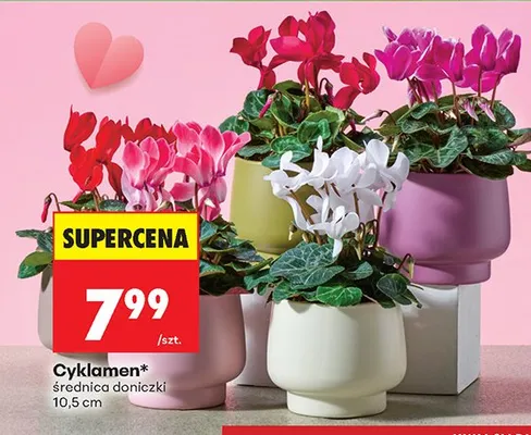 Cyklamen średnica doniczki 10,5 cm promocja w Biedronka