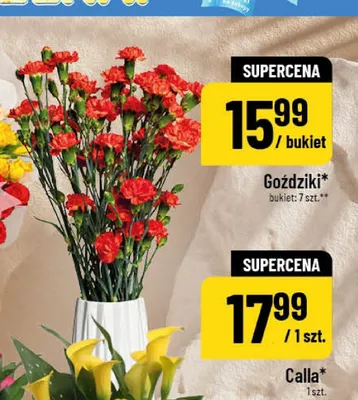 Goździki promocja w POLOmarket
