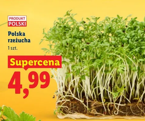 Rzeżucha polska promocja w Lidl