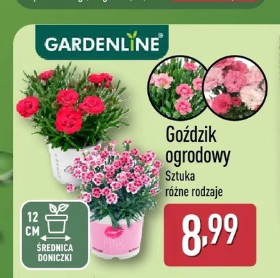 Goździk ogrodowy Gardenline promocja w Aldi
