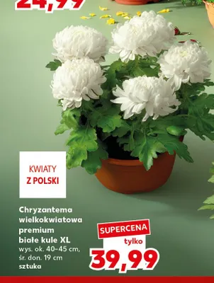 Chryzantema wielkokwiatowa premium białe kule Xl promocja w Kaufland
