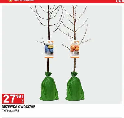 Drzewka owocowe śliwa promocja w Merkury Market