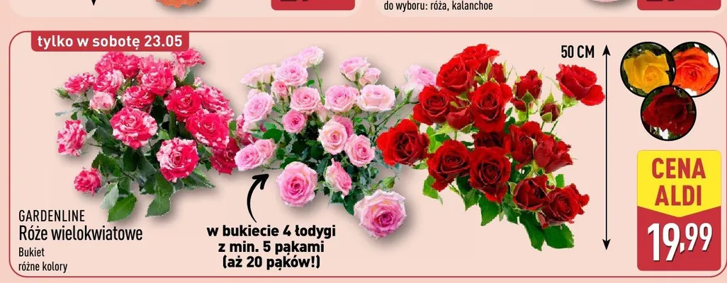 Róże wielokwiatowe GARDENLINE promocja w Aldi