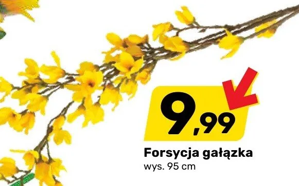 Forsycja gałązka promocja w Bricomarche