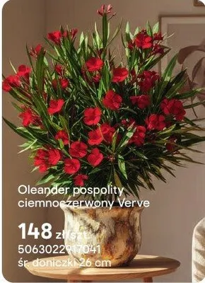Oleander pospolity ciemnoczerwony Verve promocja w Castorama