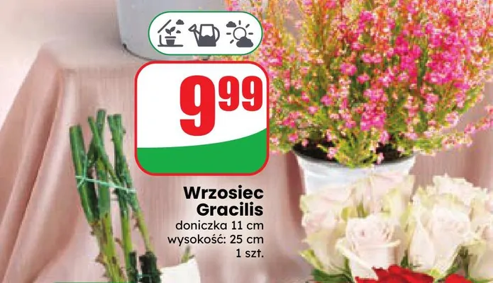Wrzosiec Gracilis promocja w Dino
