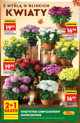 Chryzantema średniokwiatowa średnica doniczki 23 cm promocja w Biedronka