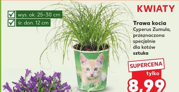 Trawa kocia Cyperus Zumula promocja w Kaufland