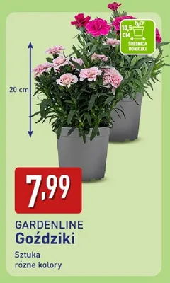 Goździki promocja w Aldi