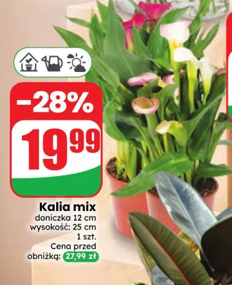 Kalia mix promocja w Dino