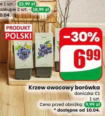 Krzew owocowy borówka doniczka C1 promocja w Dino