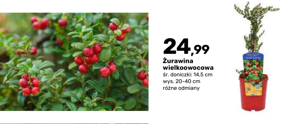 Żurawina wielkoowocowa krzew owocowy promocja w Bricomarche