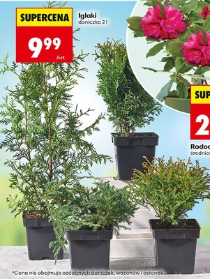 Iglaki doniczka promocja w Biedronka