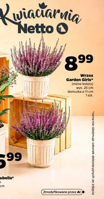Wrzos Garden Girls wys. 25 cm promocja w Netto