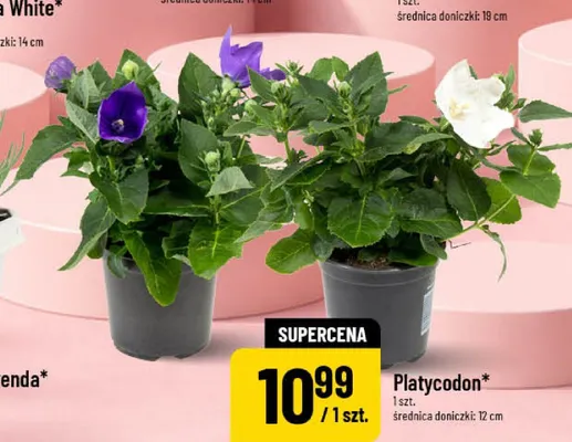 Platycodon średnica doniczki: 12cm promocja w POLOmarket