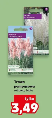 Trawa pampasowa różowa promocja w Kaufland