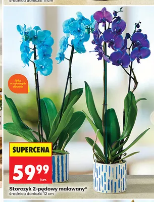 Storczyk 2-pędowy malowany promocja w Biedronka