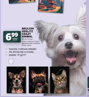 Brulion Herlitz Crazy Animal A6 80 kartek promocja w Stokrotka