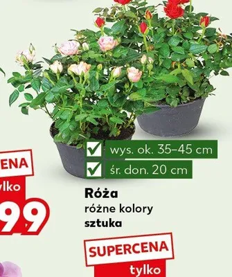 Róża promocja w Kaufland