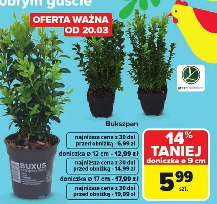 Bukszpan promocja w Carrefour
