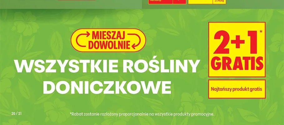 Rośliny doniczkowe promocja w Biedronka