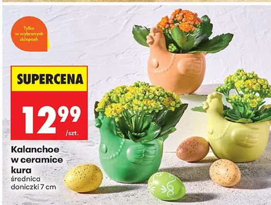 Kalanchoe w ceramice promocja w Biedronka