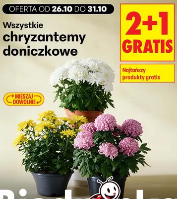 Chryzantemy doniczkowe promocja w Biedronka